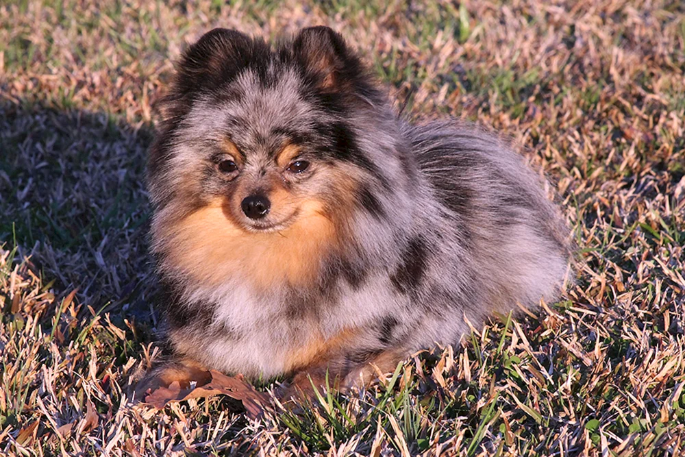Spitz Merle