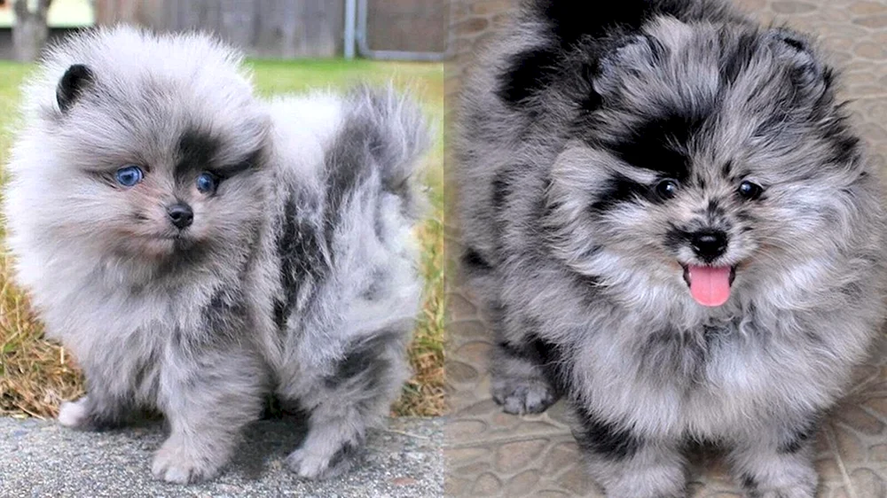 Spitz Blue Merle