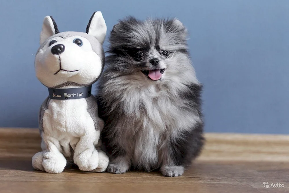 Pomeranian Spitz. Merle