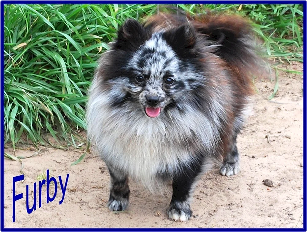 Spitz Farbe Merle