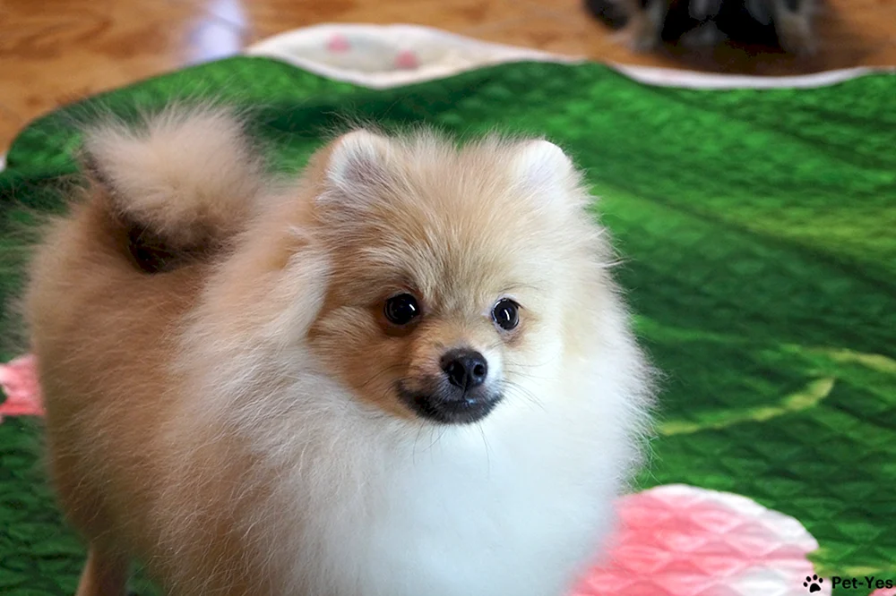 Großer weißer Spitz