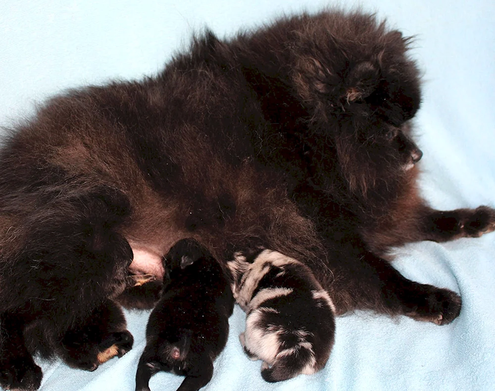 Spitz Welpen Neugeboren
