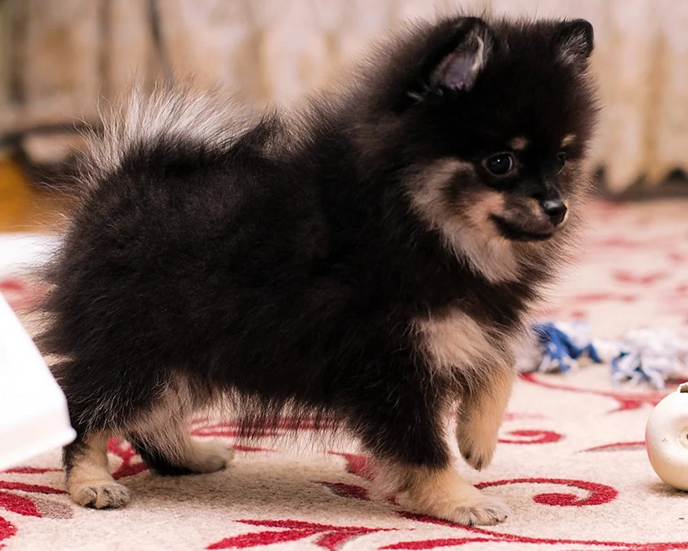 Pomeranian Spitz grau und weiß