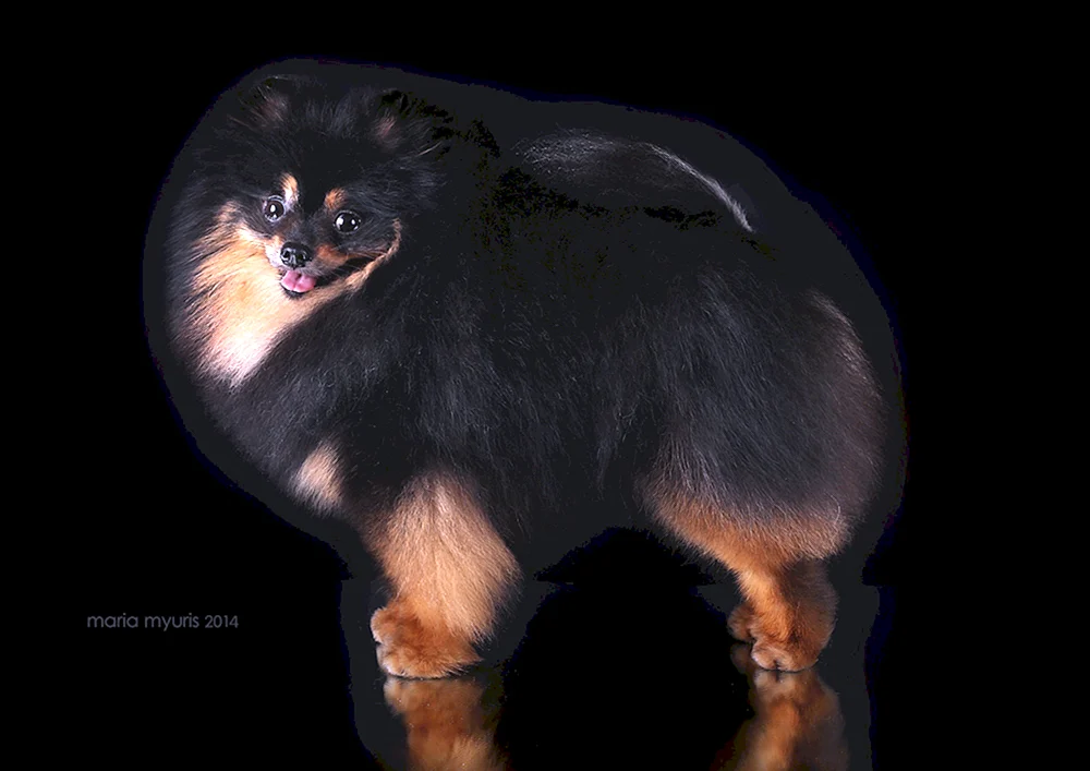 Pomeranian Spitz schwarze Unterpfote