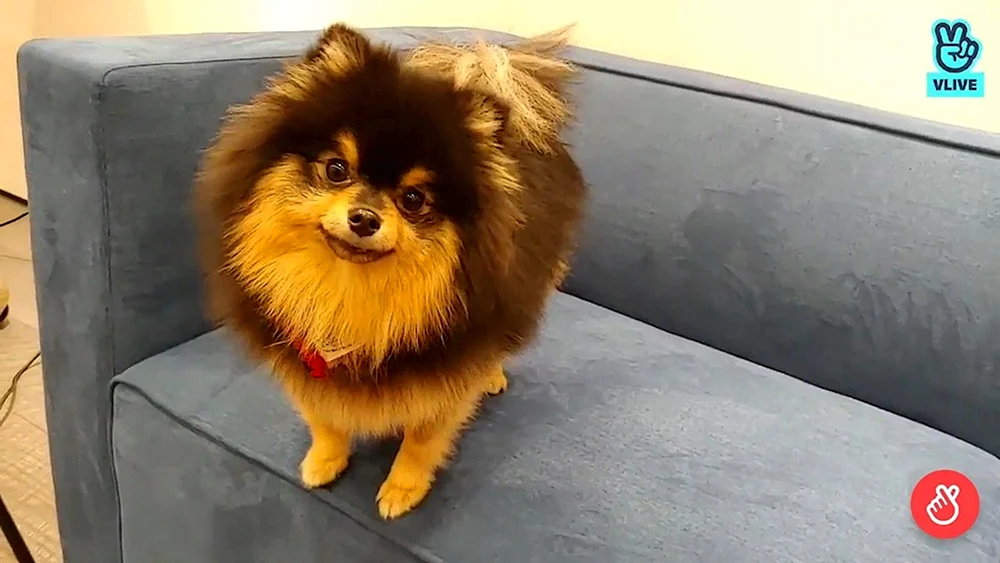 BTS Chimin der Hund