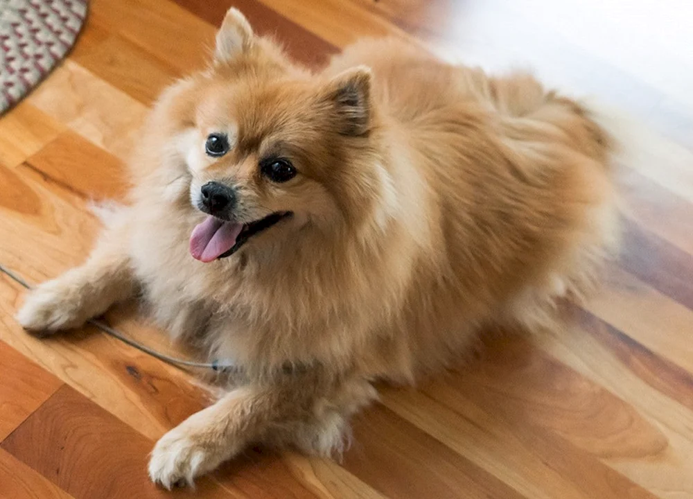 Pomeranian Spitz Fluffy
