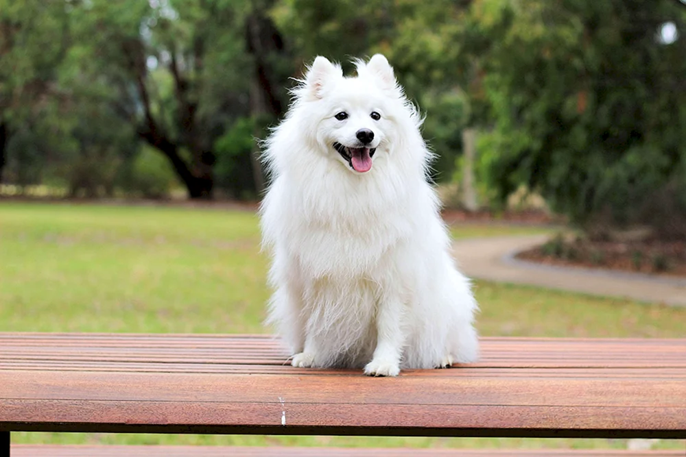 Welsh Spitz
