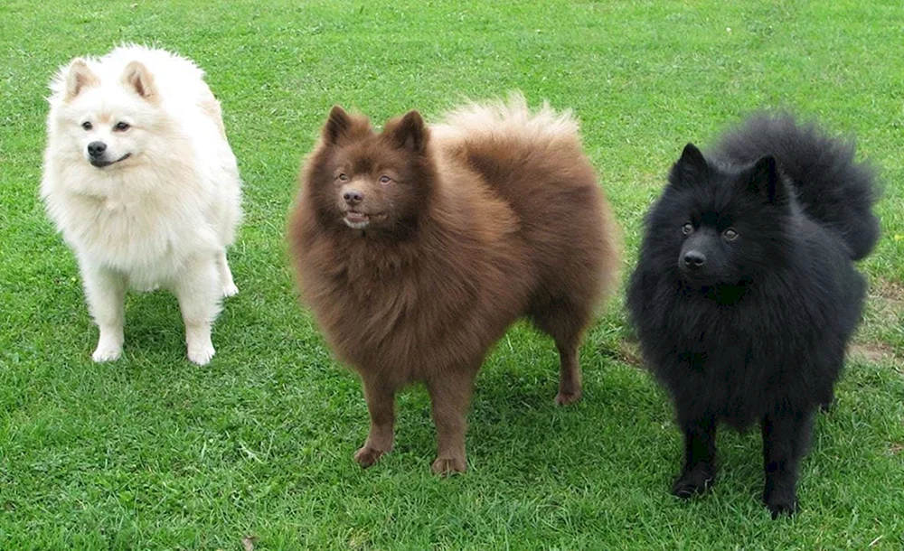 Samoed husky schwarz