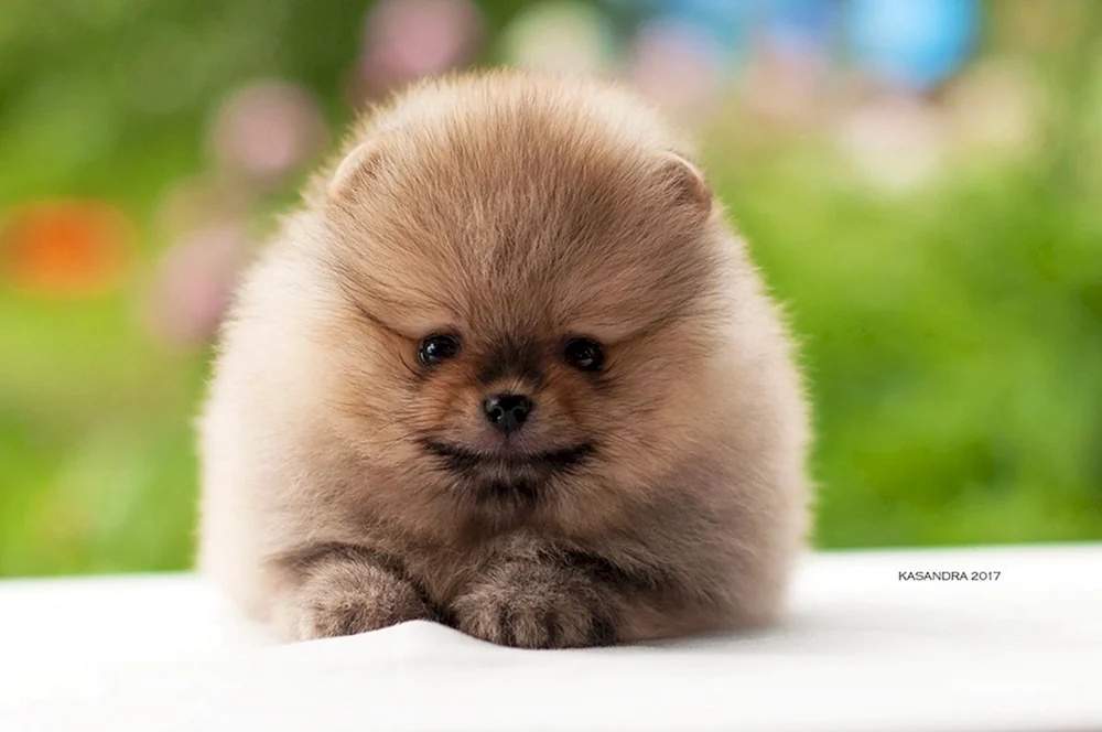 Pomeranian Spitz Teacup.