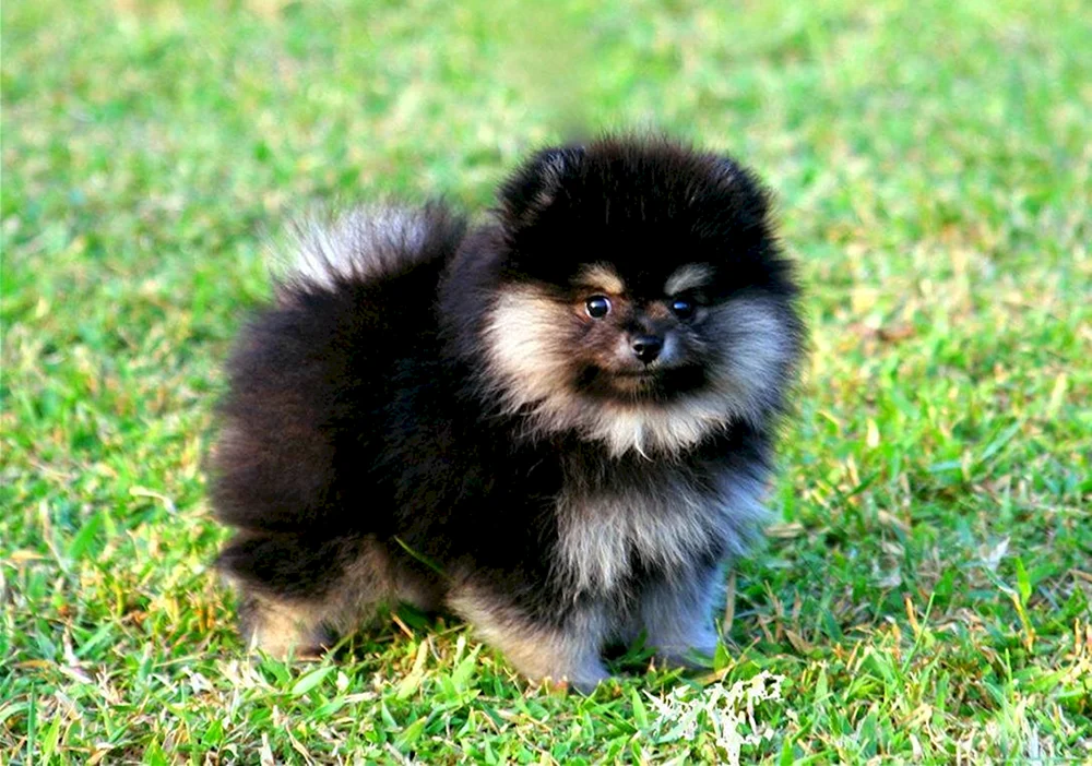 Spitz und Pomeranian Spitz