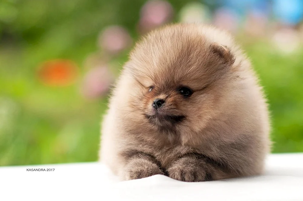 Pomeranian Spitz Boo