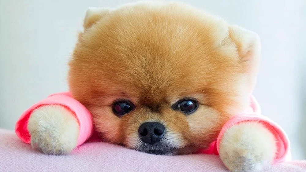 Zwergspitz Boo
