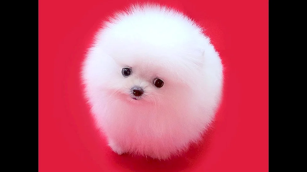 Pomeranian Zwerg Spitz