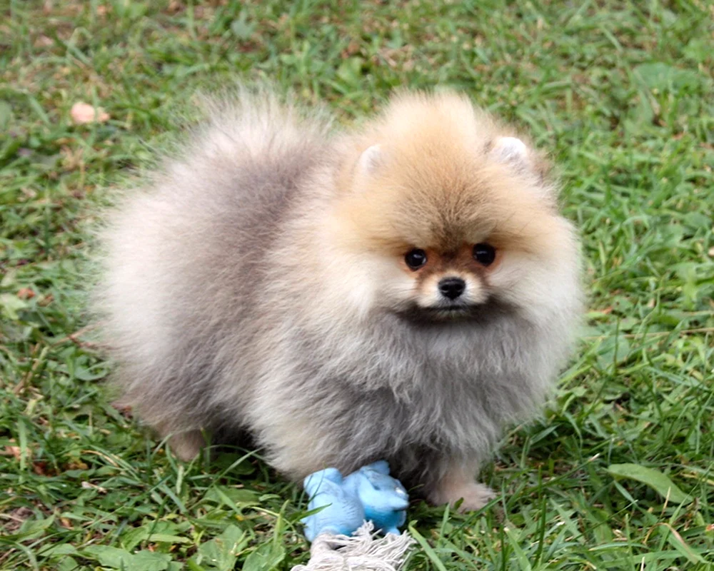Pommerscher Fuchs-Spitz