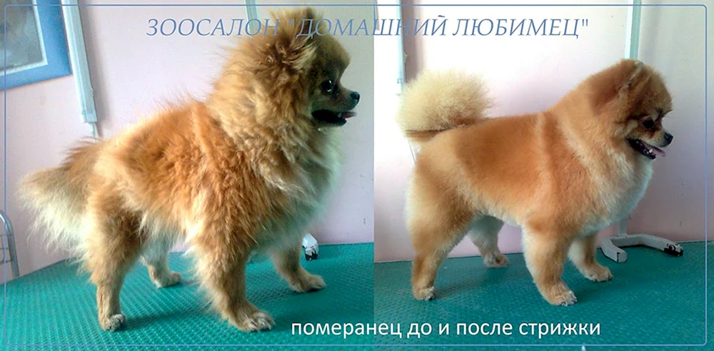 Pomeranian Spitz Alopezie