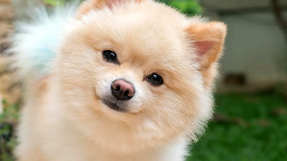 Spitz rassespezifischer Haarschnitt