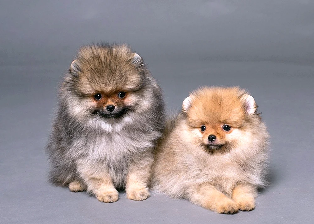 Medium Mittelspitz