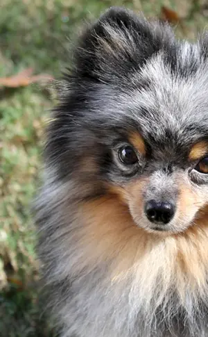 Spitz Merle