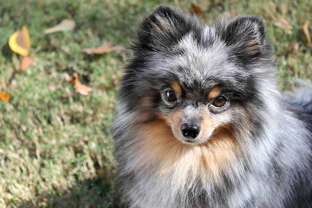 Spitz Merle