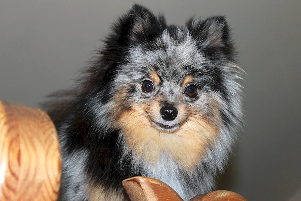 Spitz Blue Merle