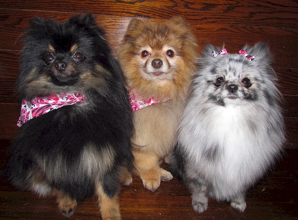 Spitz Merle