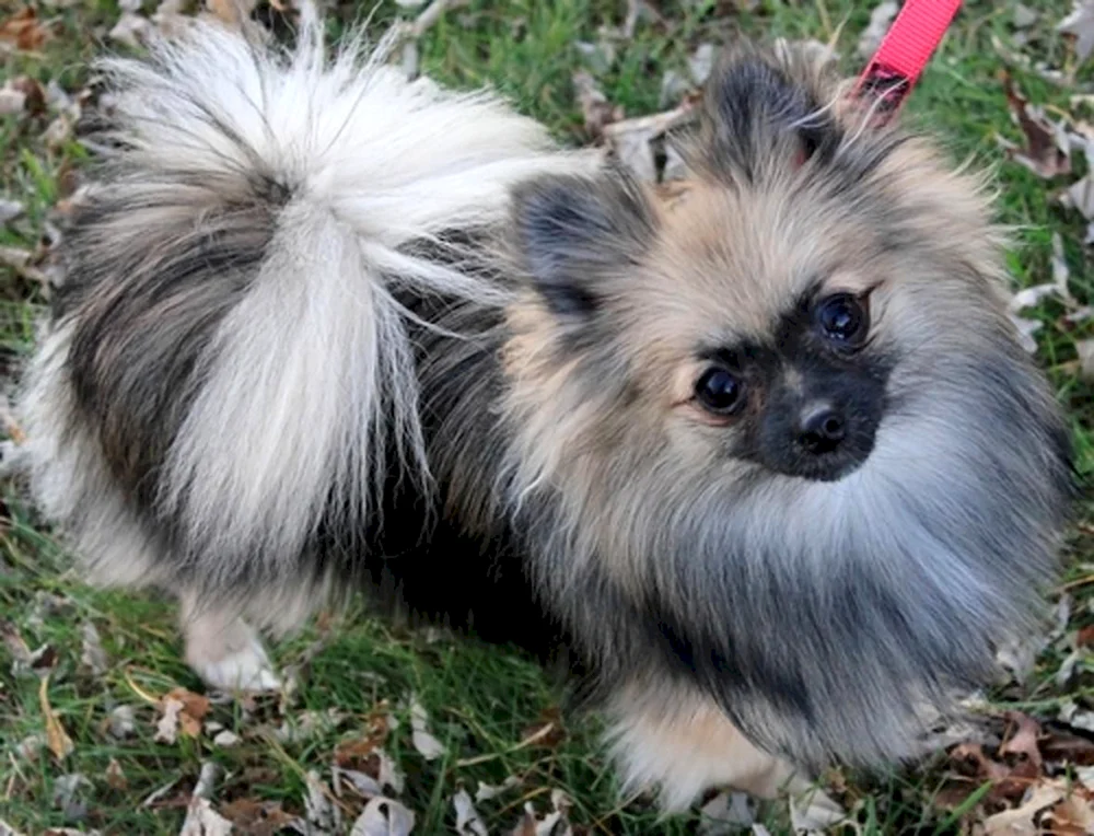 Spitz Merle