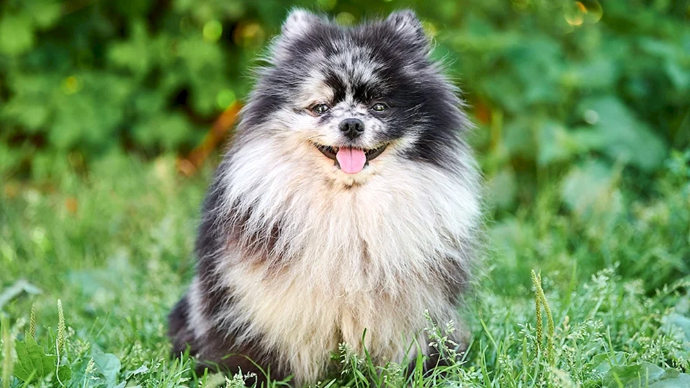 Spitz Merle