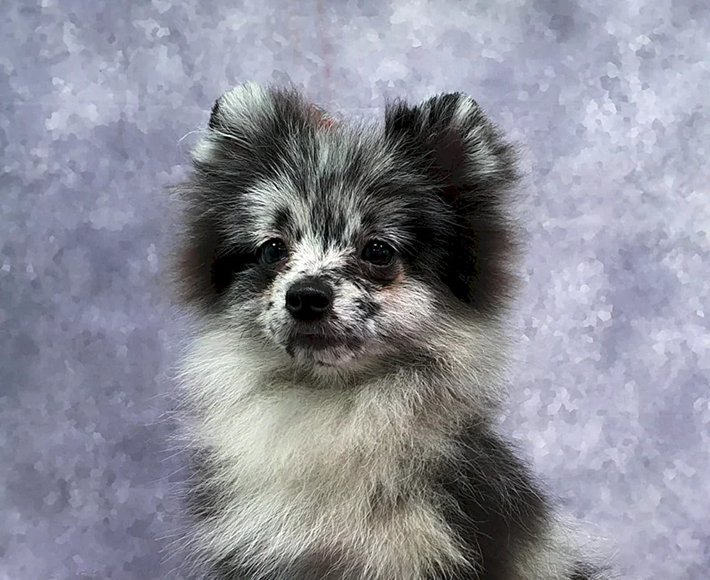 Pommerscher Spitz Merle