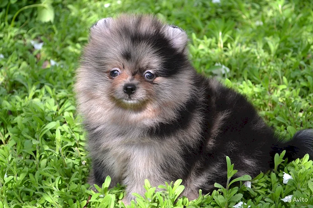 Chow Chow Chow Chif