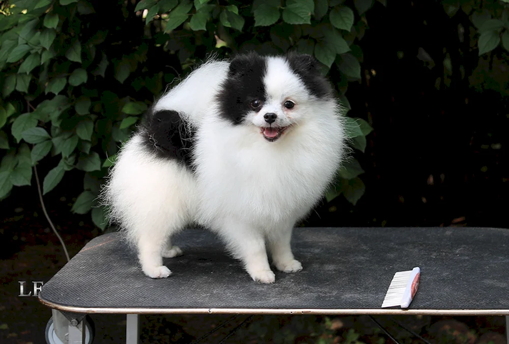 Papillon und Spitz