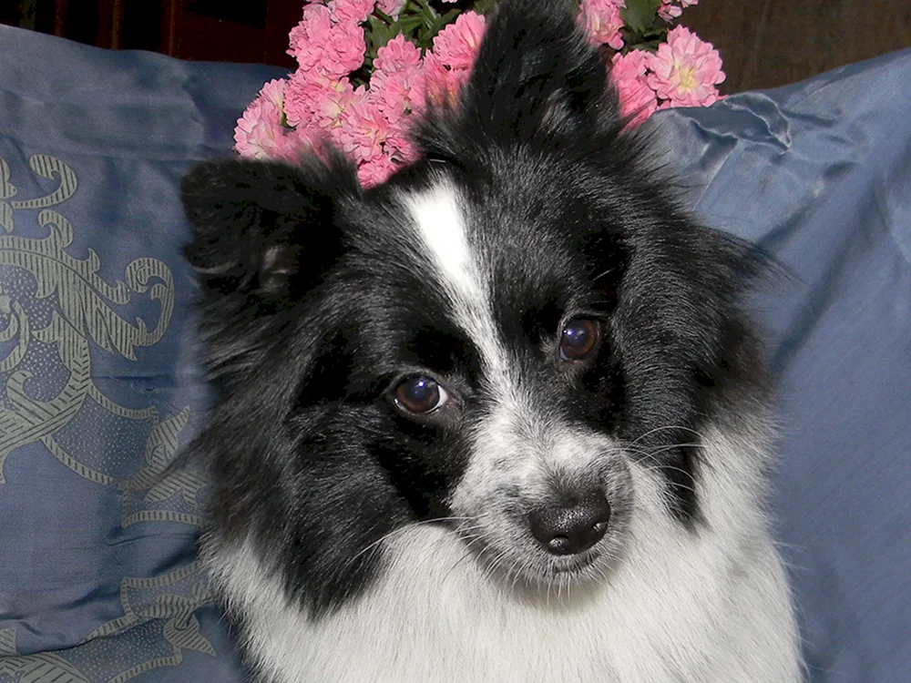 Spitz Schwarz