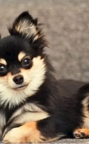 Spitz Pomchi