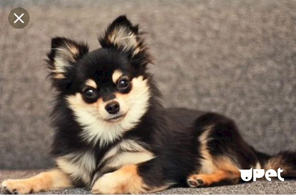 Spitz Pomchi