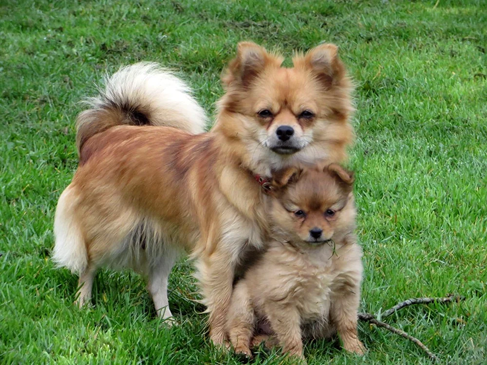 Spitz Pomchi