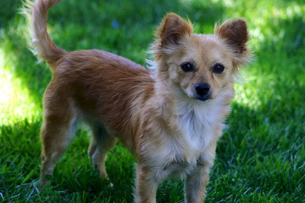 Pomeranian und Chihuahua