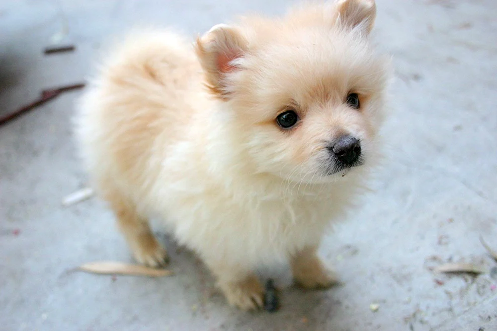Chihuahua Pomchi