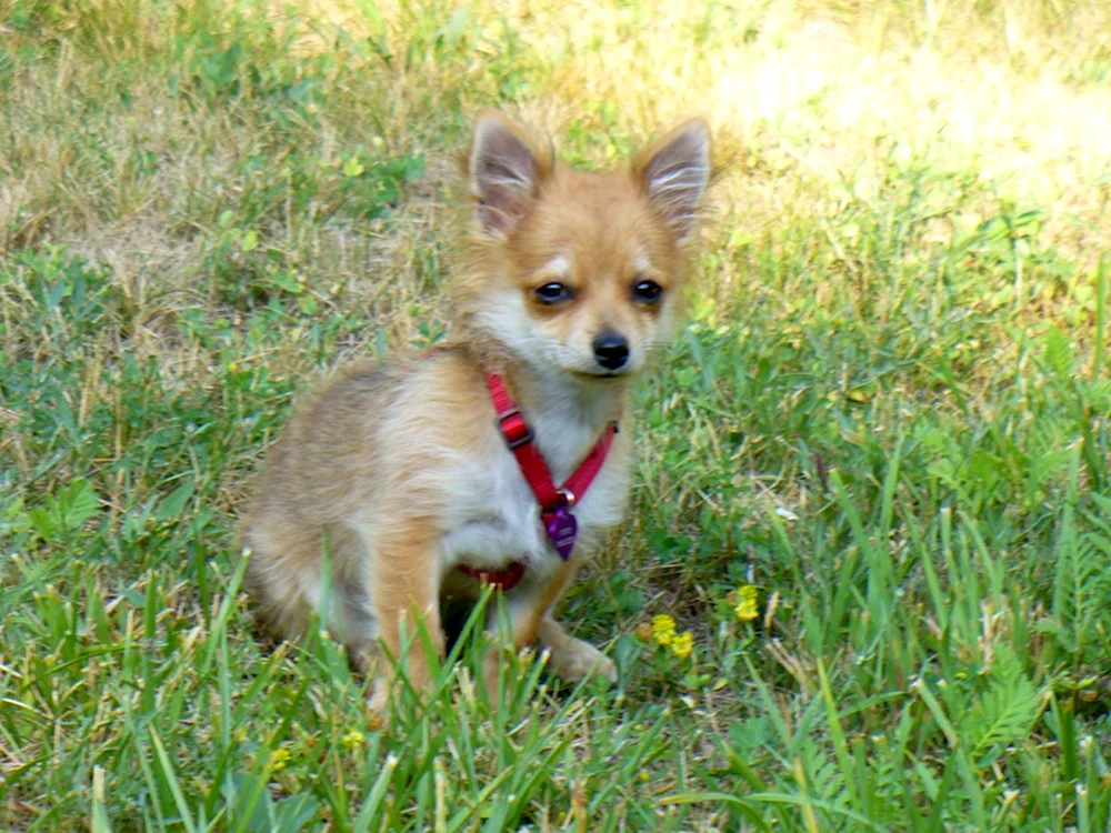 Chihuahua Pomchi
