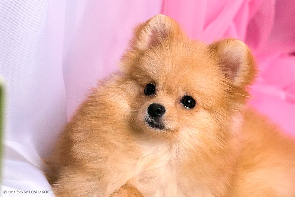 Chihuahua Pomchi