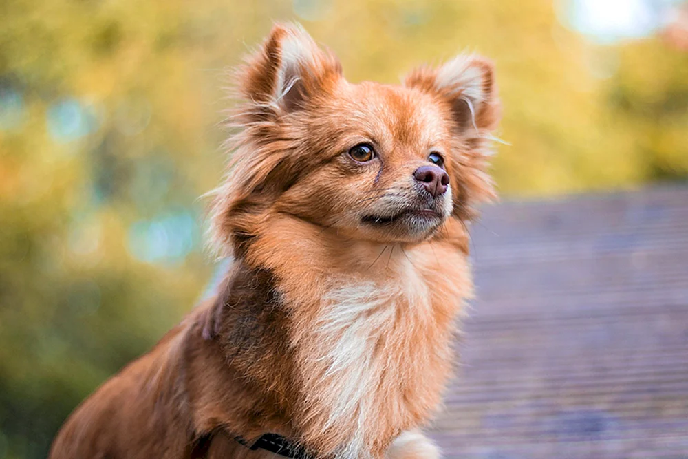 Chihuahua Pomchi