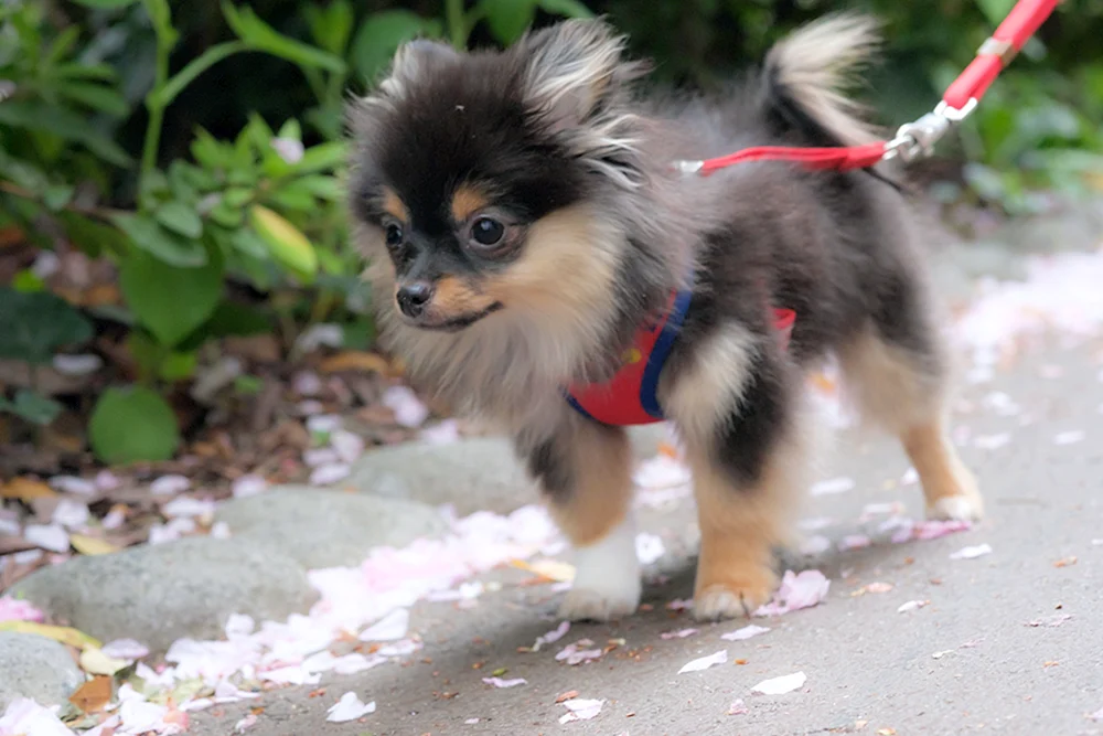 Chihuahua Pomchi. pomchi