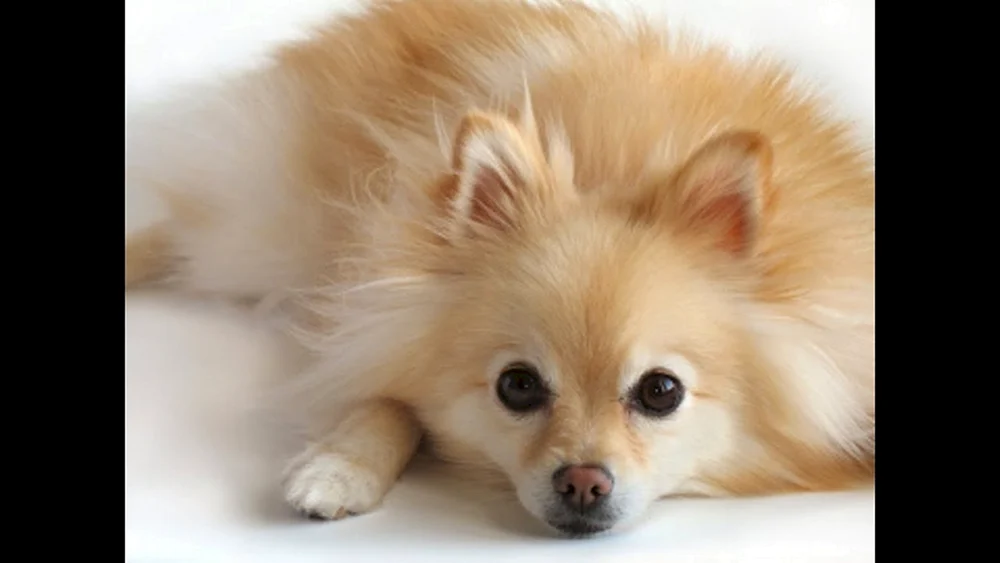 Spitz pomchi