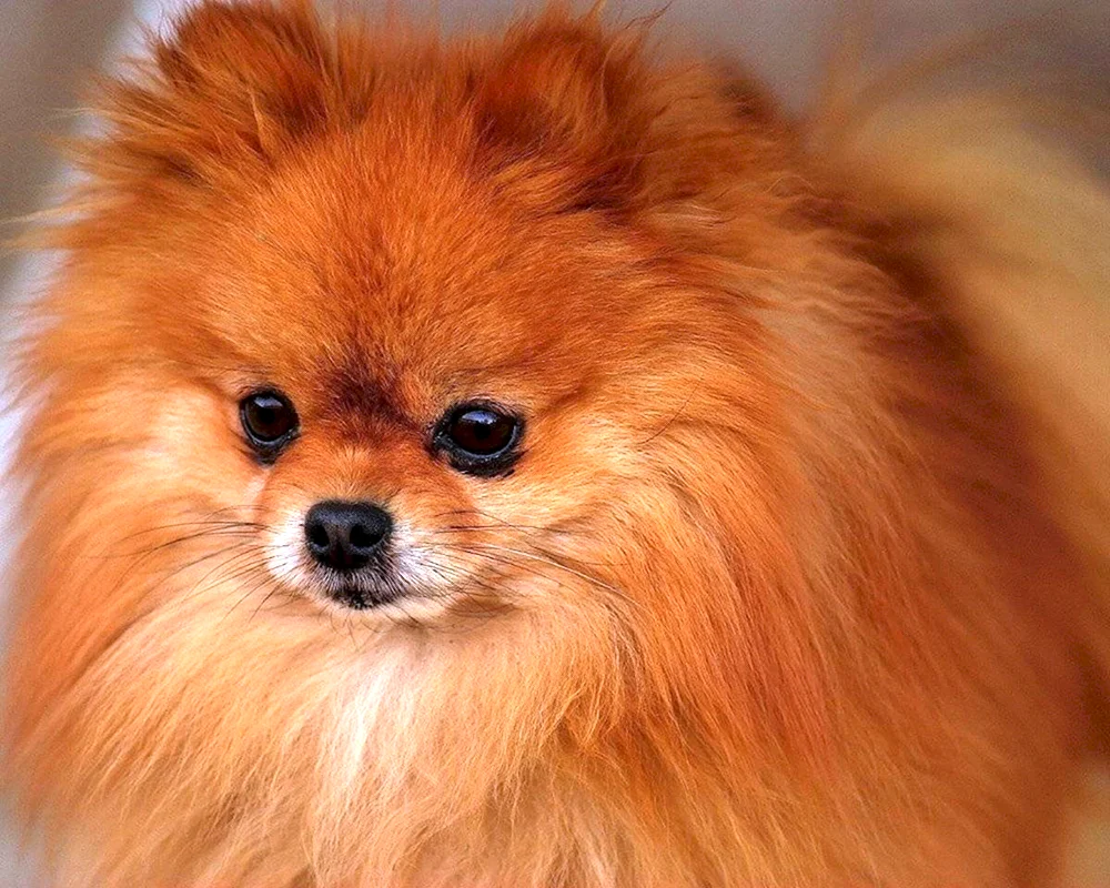 Sheltie Hund
