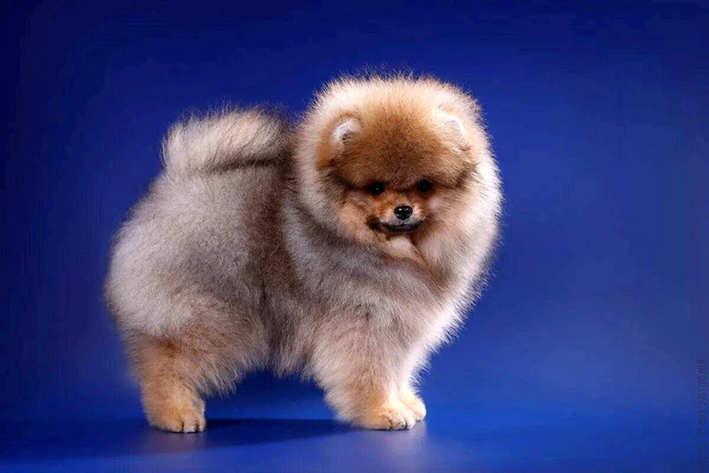 Pomeranian Spitz Pomeranian