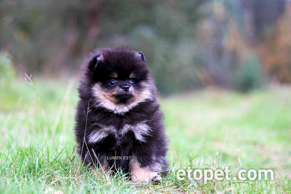 Pomeranian Spitz schwarzPawed