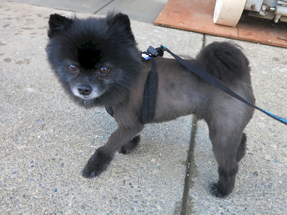 Tiger Pomeranian Spitz