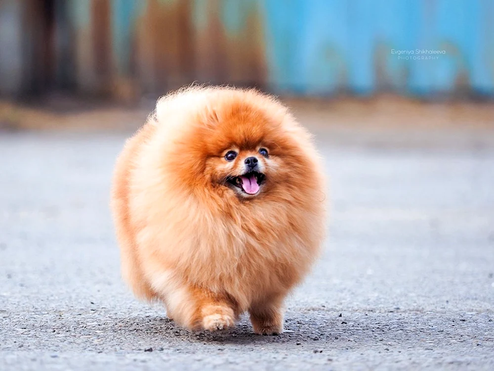 Pomeranian Spitz ohne Haare