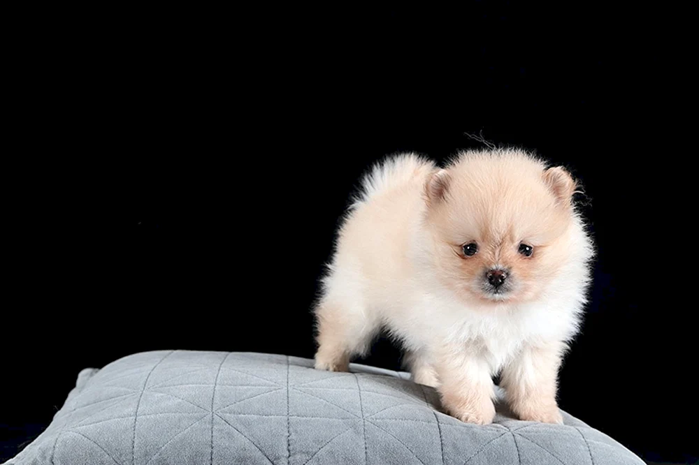 Pomeranian Spitz Zwerg