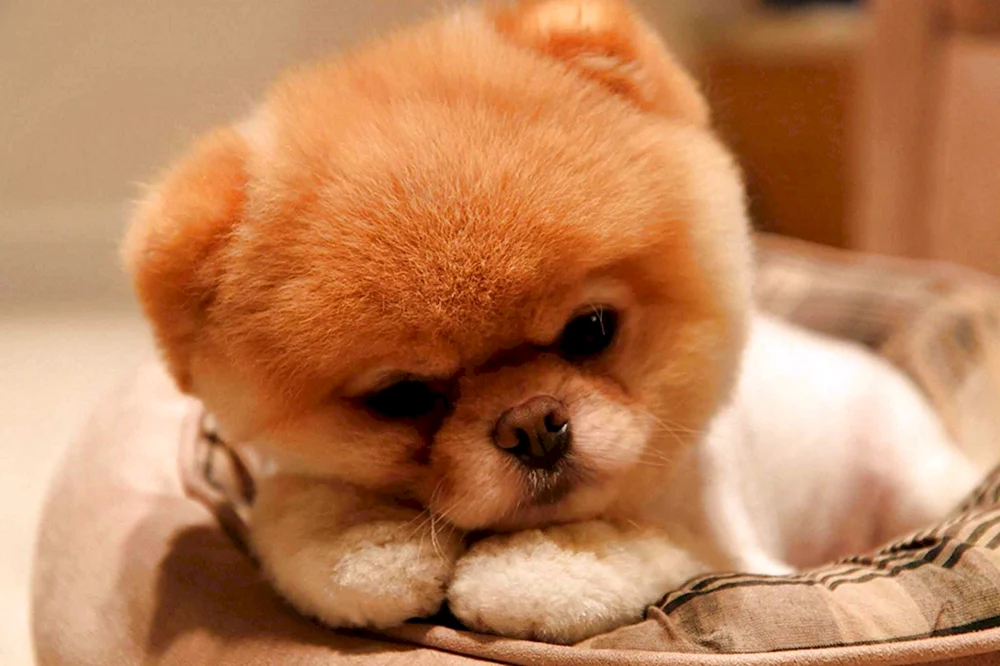 Chihuahua