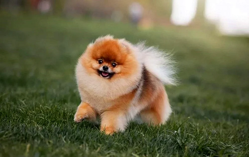 Zwergspitz Boo