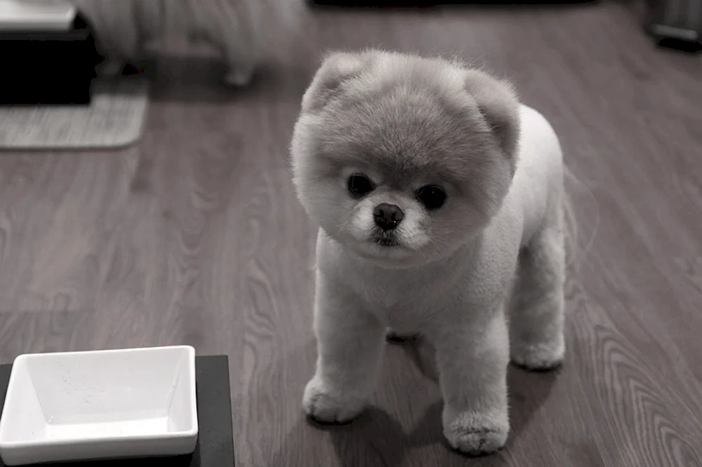 Pomeranian Dwarf Spitz